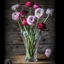 NACHTMANN Calypso Vase - 24cm | 6.063in im Einsatz