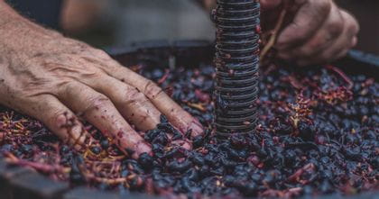 Man's hands crushing grapes in a wine barrel.