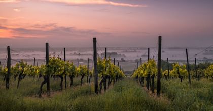 Landscape image of winery and beach.
