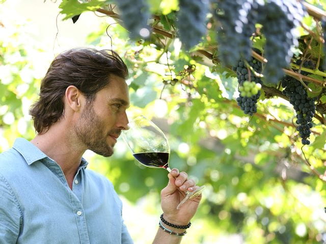 Man sniffing red wine out of wine glass in vineyard.