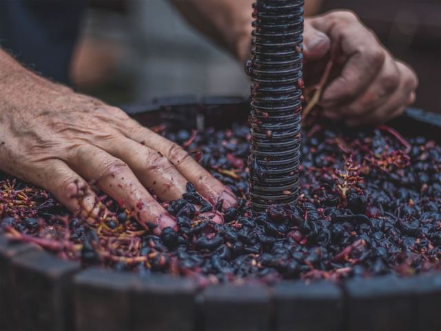 Man's hands crushing grapes in a wine barrel.